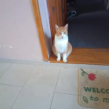 Bolero *